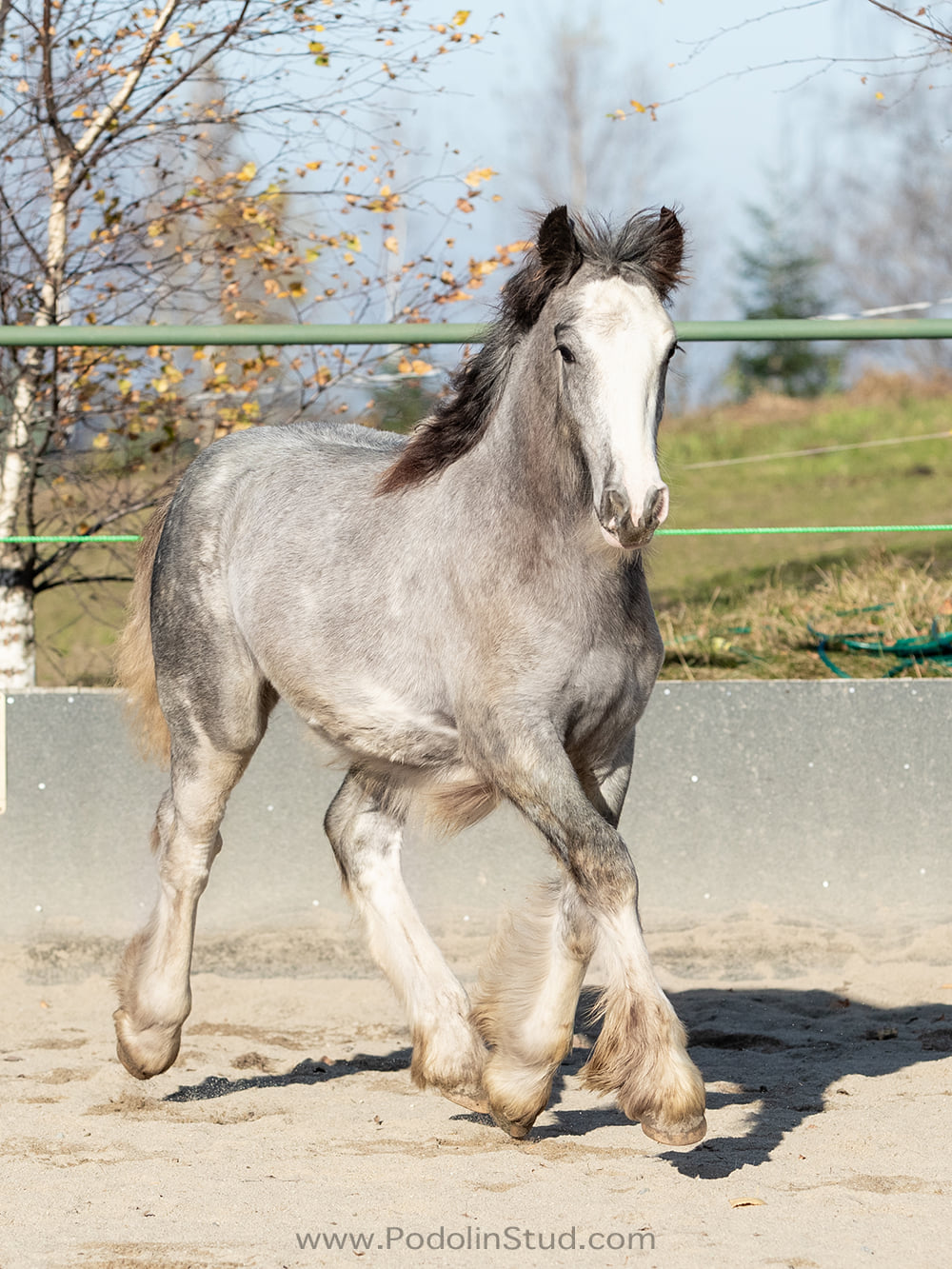 Black Roan Filly Gypsy Cob Foal